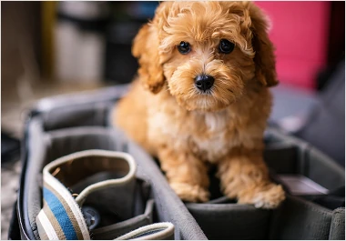 Travel with your furry companion right by your side.